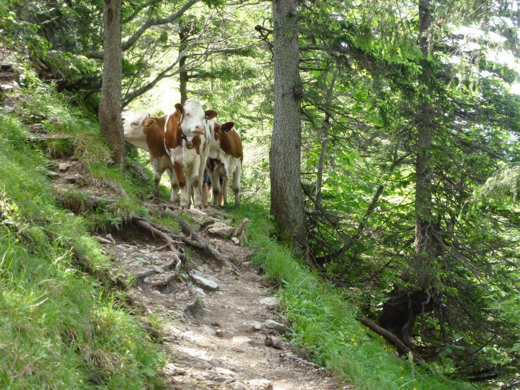 Ferienwohnungen Gaestehaus Sonnenkreis Ruhpolding Zewnętrze zdjęcie